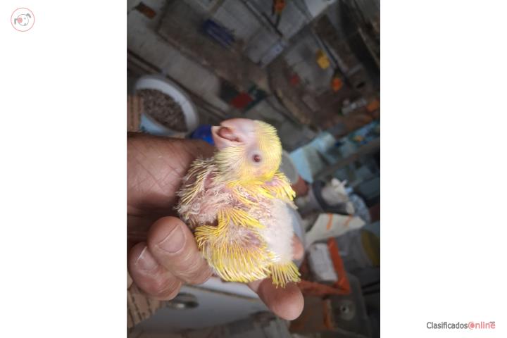 Quaker lutino Hand feeding  Puerto Rico