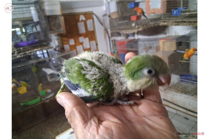 Quaker Hand feeding  Puerto Rico