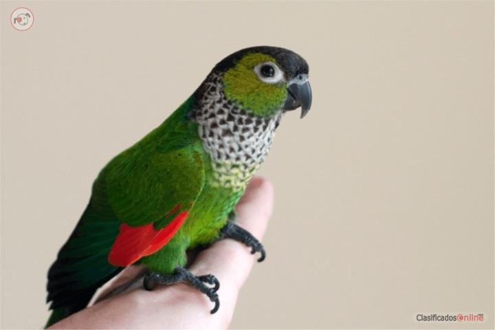 BLACK CAP CONURES Puerto Rico