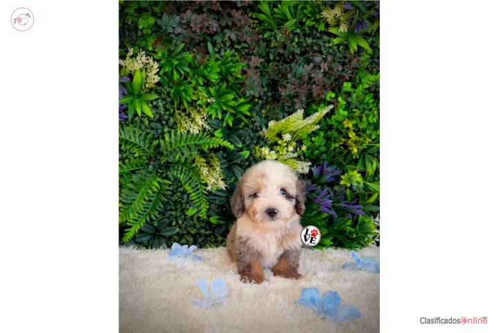 Poodle toy nene  Puerto Rico
