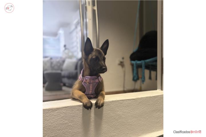 Belgain malinois Puerto Rico