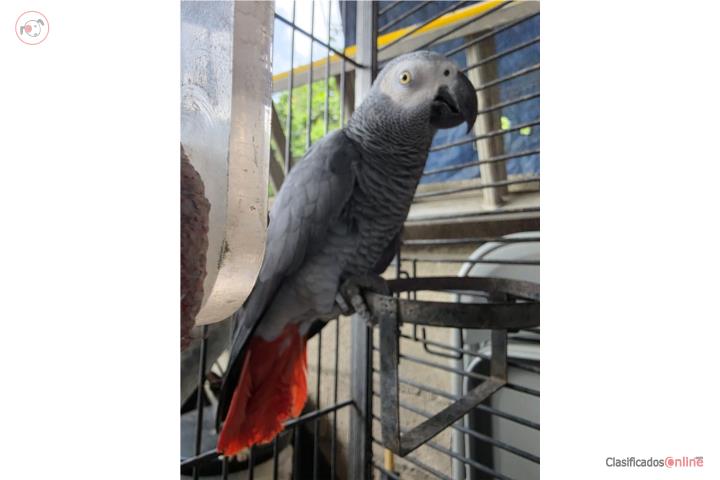 African gray macho 10 años Puerto Rico