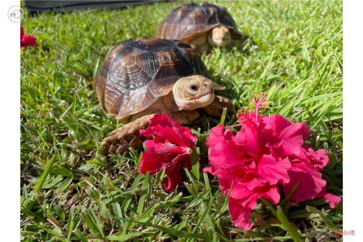 Tortugas terrestres sulcatas nacidas en PR Puerto Rico
