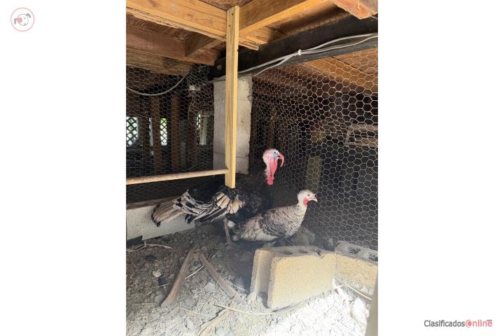 Pavos criollos  Puerto Rico