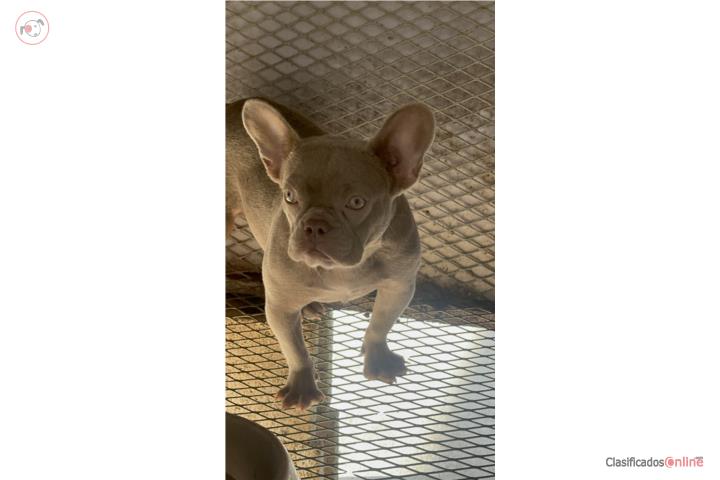 Frenchies french bulldog exoticos Puerto Rico