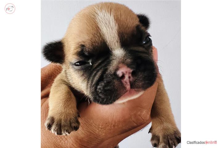 Frenchie Macho AKC Puerto Rico
