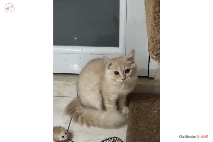 Hermoso Gatito persa 3 meses de nacido Puerto Rico
