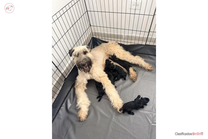 Schnauzer Gigante Puerto Rico