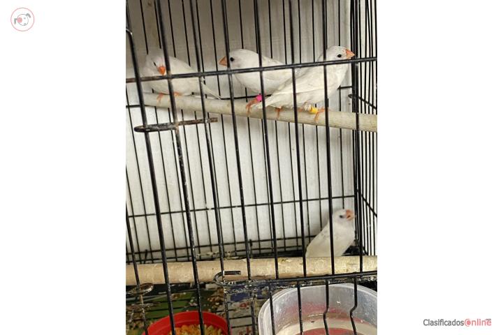 Finches white zebritas  Puerto Rico
