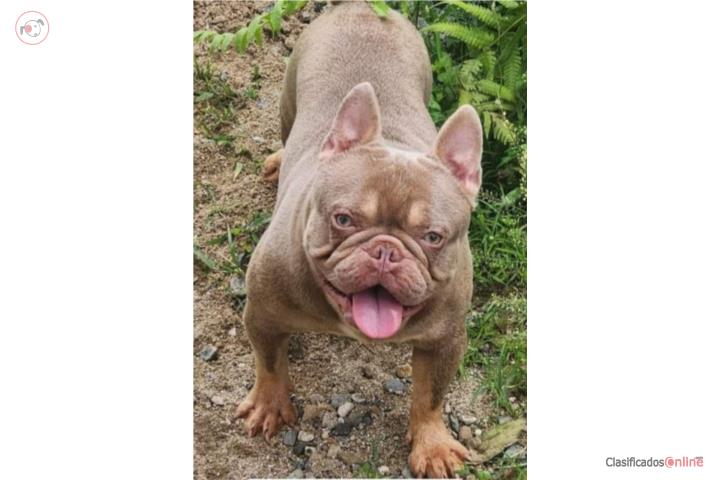 French bulldog Puerto Rico