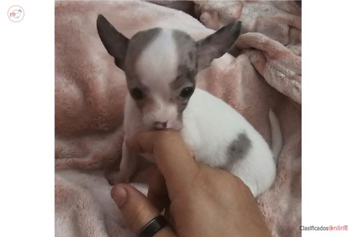 Chihuahua Puerto Rico
