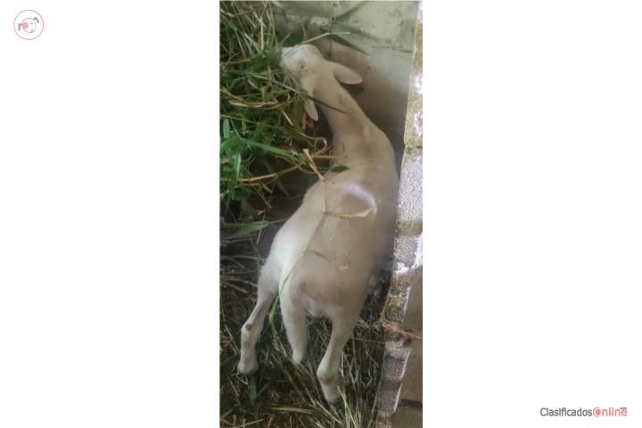 Ovejito kathadin 3 meses y medio  Puerto Rico