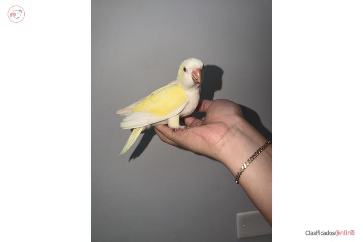 Quaker amarillos criminos bebés Hermosos Puerto Rico