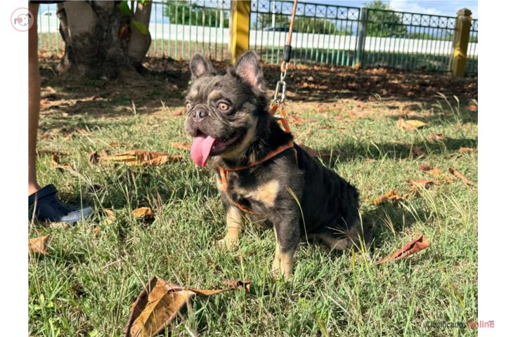French bulldog para mascota Puerto Rico