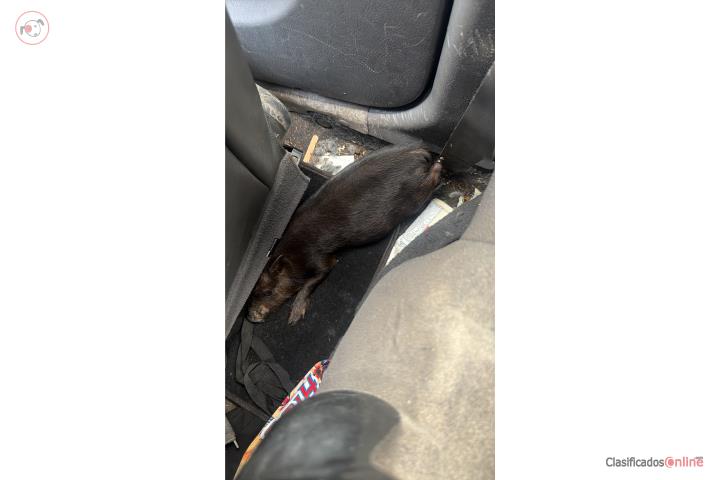 Cerdito Puerto Rico