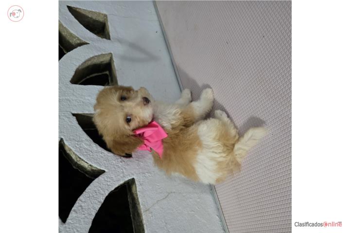 Mini Bernadoodle  Puerto Rico