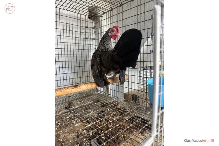 Venta kiri Puerto Rico