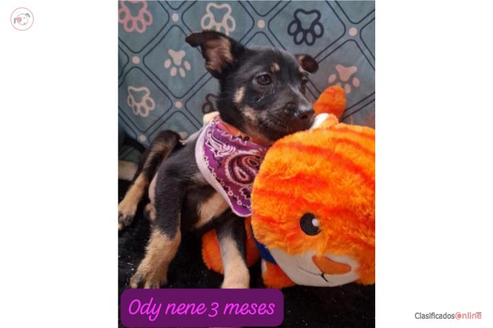 Perros para adopción en Toa Alta