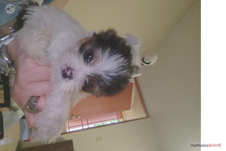 Hermoso Yorkie Puerto Rico