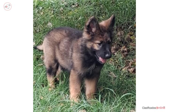 German Shepherd hembra  Puerto Rico