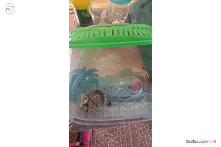 Tortuguita semiautomática tamaño peseta Puerto Rico