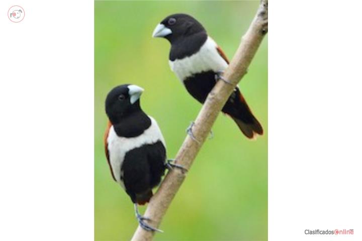 Pareja de finches Monjitas  Puerto Rico