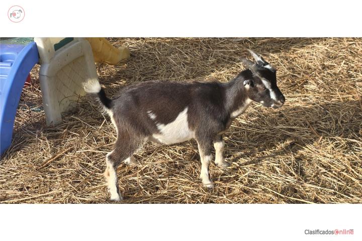 Cabrito Lamancha  Puerto Rico