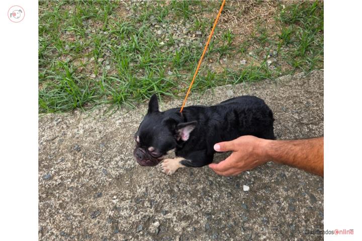 French Bulldog Hembra Carrier Fluffy  Puerto Rico