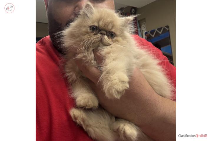 Gatito persa  Puerto Rico