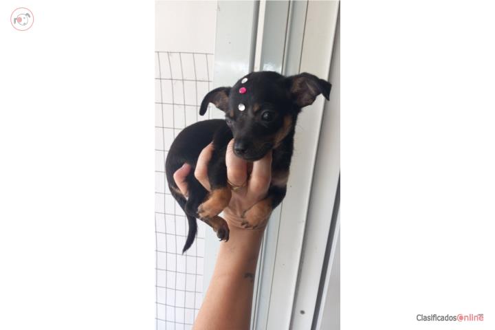 Chihuahua nena Puerto Rico