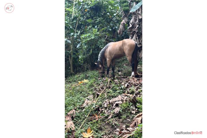 Precioso potro bayo  Puerto Rico