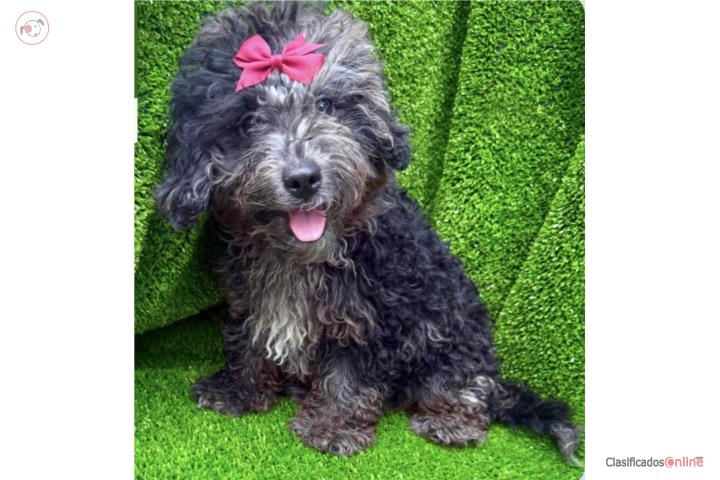 Hembra mini bernedoodle crece mediano  Puerto Rico
