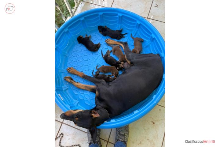 Doberman europeos con papeles Puerto Rico