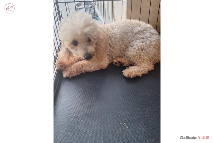 Toy poodle de 6 libras pequeña Puerto Rico