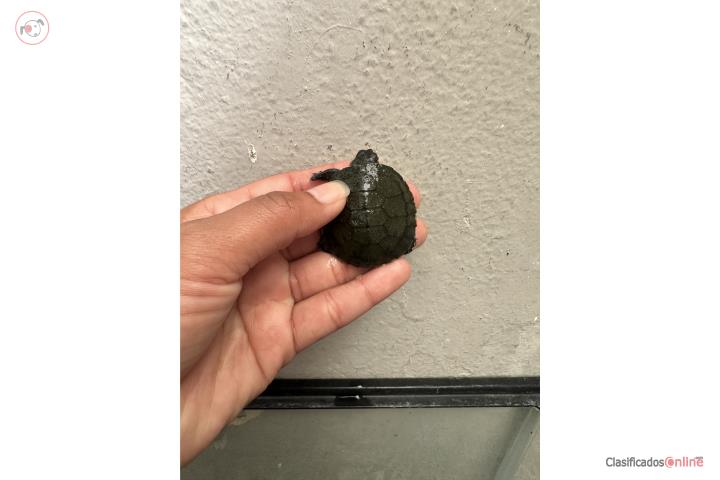Tortuga de agua Puerto Rico