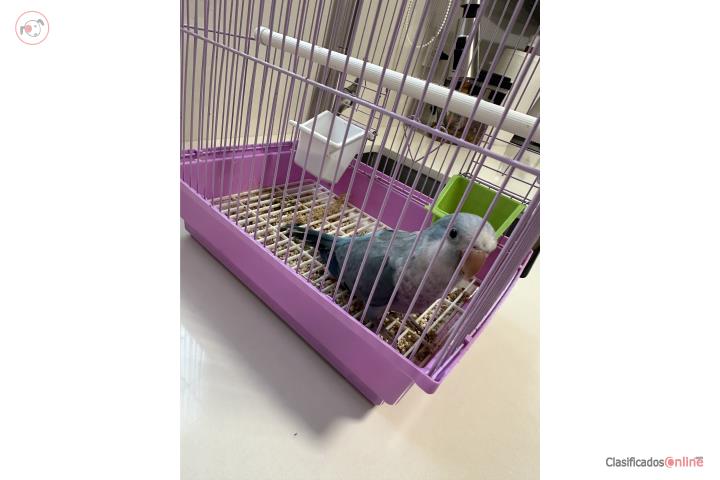 Quaker azul mansa tres meses Puerto Rico