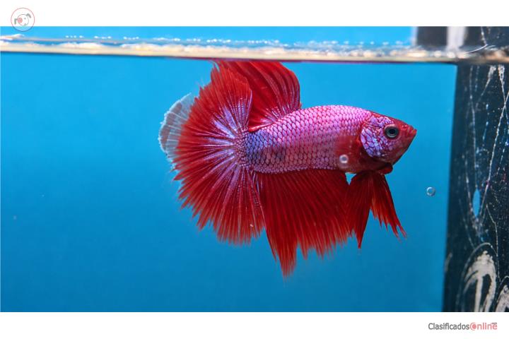 Peces betta Puerto Rico