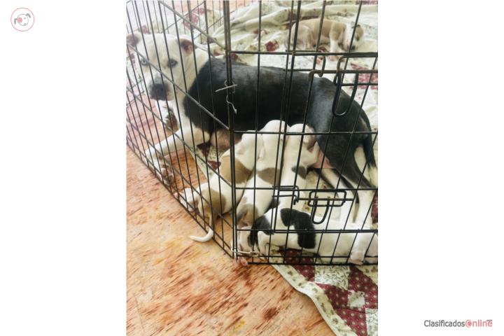 PITBULL Puerto Rico