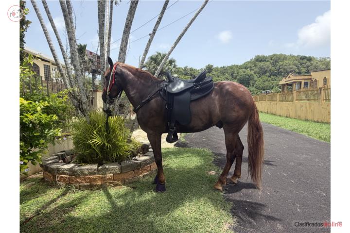 Caballo caoba  Puerto Rico