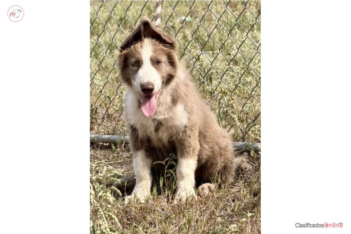 German Shepherd Hembra AKC  Puerto Rico