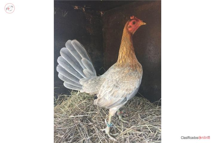 Gallinas finas para cantar escogidas Puerto Rico
