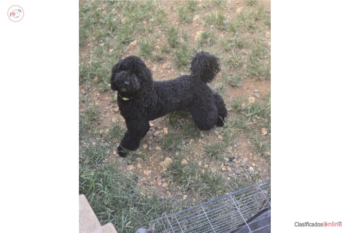 Standard Poodle Puerto Rico