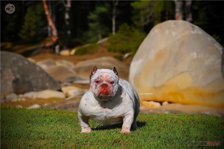 American bully  Puerto Rico