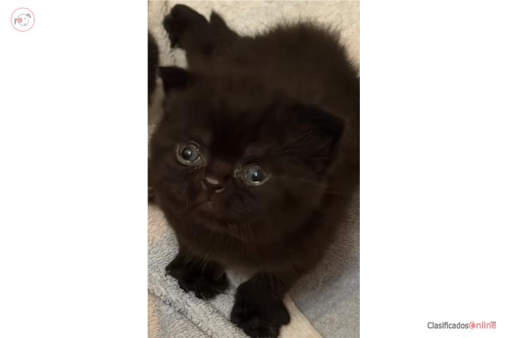 British Shorthair  Puerto Rico