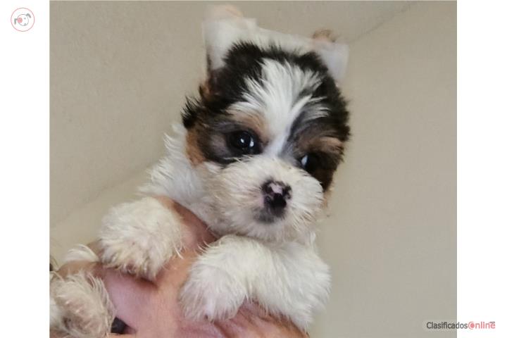 Yorkie Nene Puerto Rico