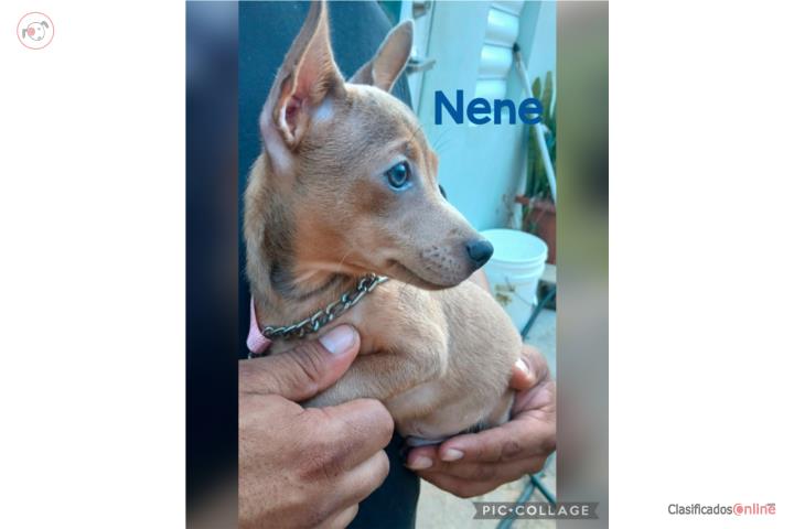 Chihuahua 5 meses Puerto Rico