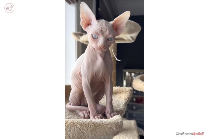 Gato Sphynx 1200 Puerto Rico