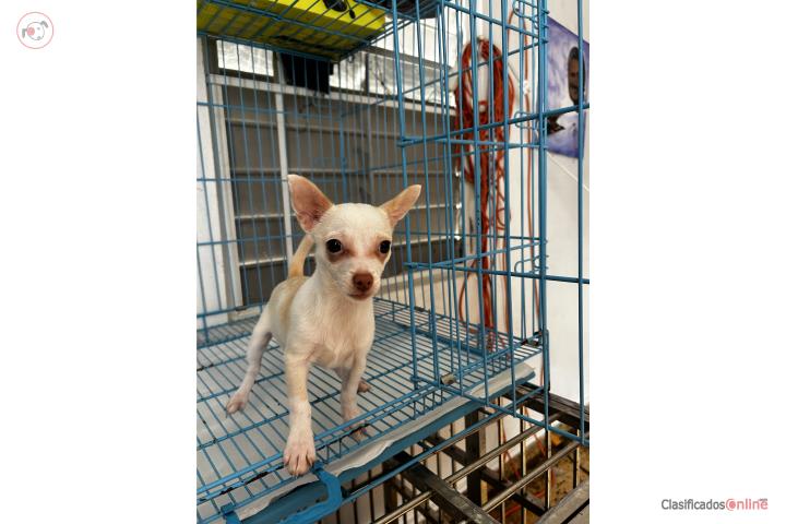 Chihuahua Puerto Rico