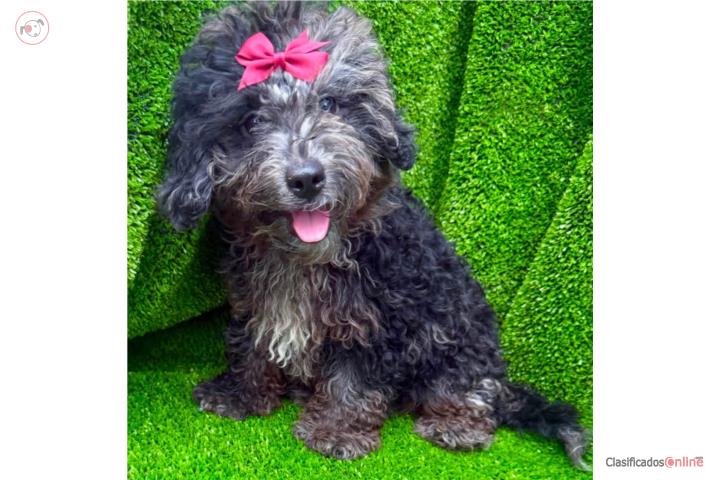 Mini bernedoodle hembra ( papa toy poodle ) Puerto Rico