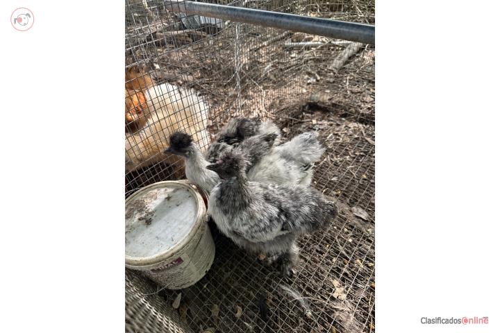 Pollitos gallinas Sylkies  Puerto Rico